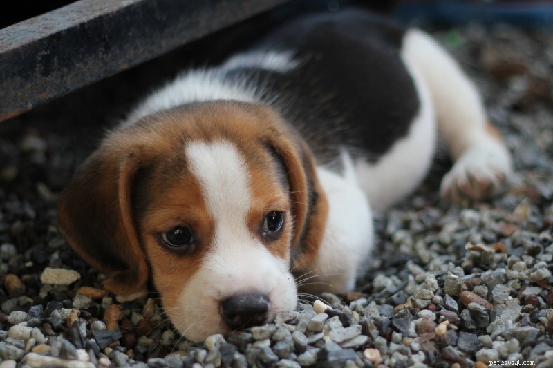 Explore 25 Beagle Coat Colors with Stunning Photos