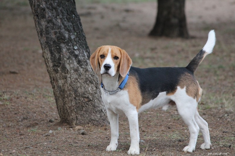 Explore 25 Beagle Coat Colors with Stunning Photos