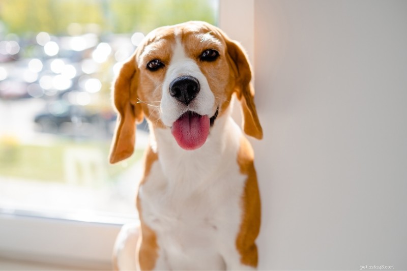 Explore 25 Beagle Coat Colors with Stunning Photos