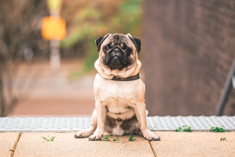 All Pug Colors Explained – Complete Guide with Photos