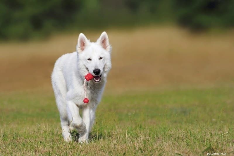 11 Swiss Dog Breeds: A Comprehensive Guide with Photos