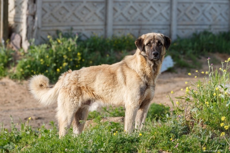 Discover 10 Charming Turkish Dog Breeds for Your Perfect Companion