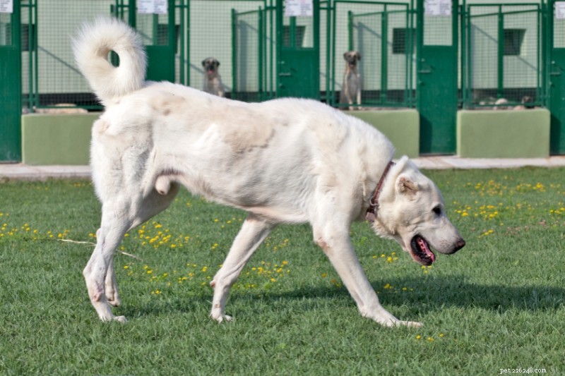 Discover 10 Charming Turkish Dog Breeds for Your Perfect Companion