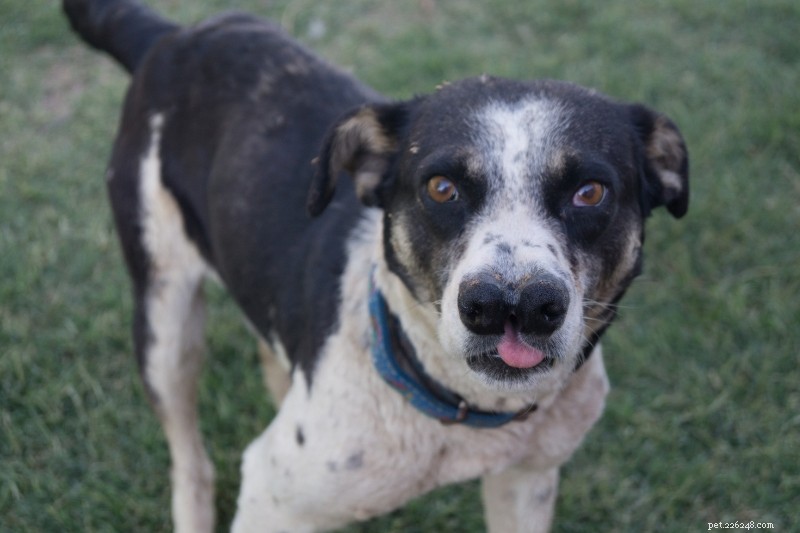 Discover 10 Charming Turkish Dog Breeds for Your Perfect Companion