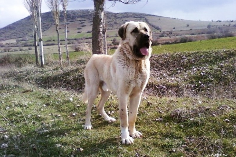 Discover 10 Charming Turkish Dog Breeds for Your Perfect Companion