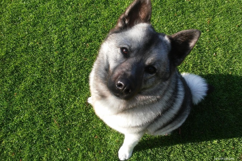 Explore 9 Iconic Norwegian Dog Breeds (With Photos)
