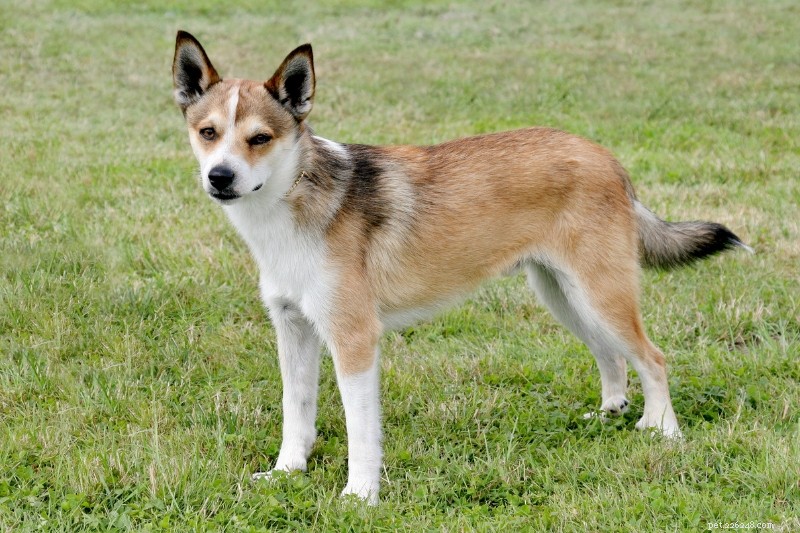 Explore 9 Iconic Norwegian Dog Breeds (With Photos)