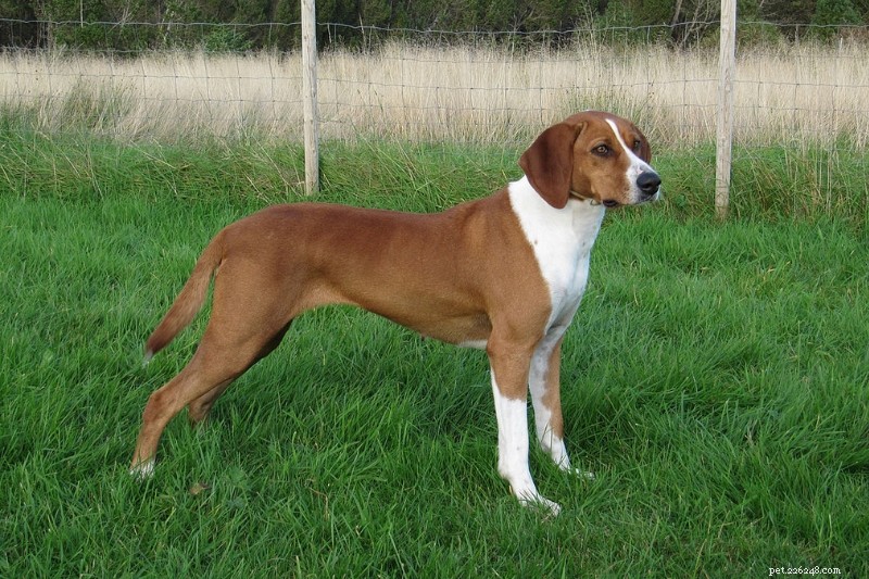 Explore 9 Iconic Norwegian Dog Breeds (With Photos)