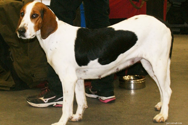Explore 9 Iconic Norwegian Dog Breeds (With Photos)