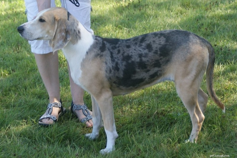 Explore 9 Iconic Norwegian Dog Breeds (With Photos)