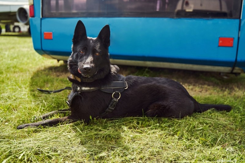Explore 9 Iconic Norwegian Dog Breeds (With Photos)