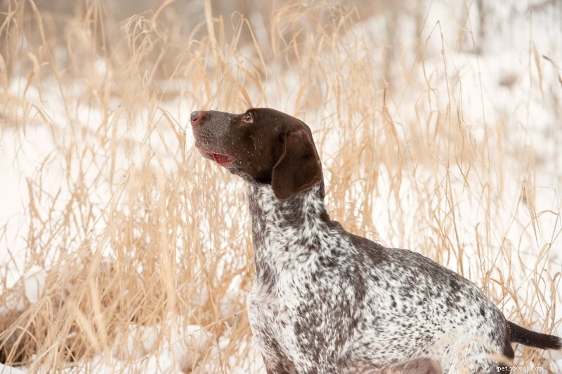 Explore 9 Iconic Norwegian Dog Breeds (With Photos)