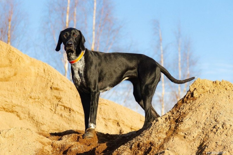 Explore 9 Iconic Norwegian Dog Breeds (With Photos)