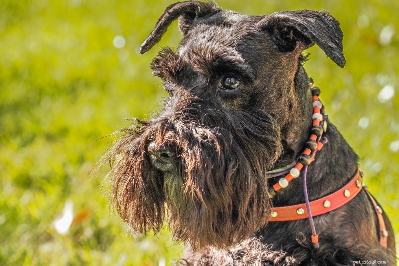 Miniature Schnauzer Coat Colors Explained: A Guide with Photos