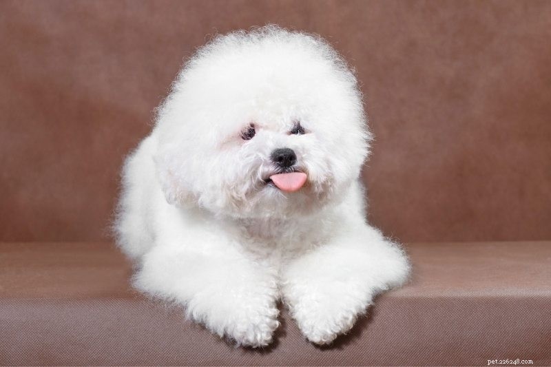 8 Dog Breeds That Resemble Pandas — A Photo Guide