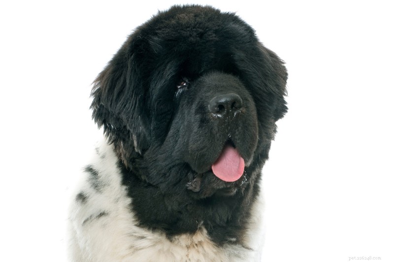 8 Dog Breeds That Resemble Pandas — A Photo Guide