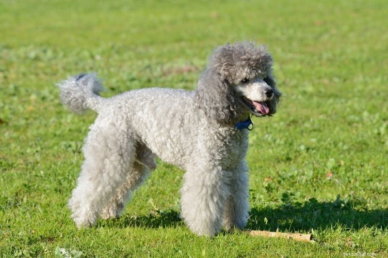 15 Adorable Dogs That Resemble Mops – Photos Included