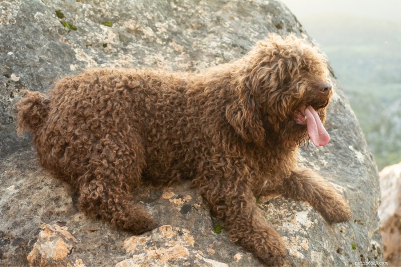 15 Adorable Dogs That Resemble Mops – Photos Included