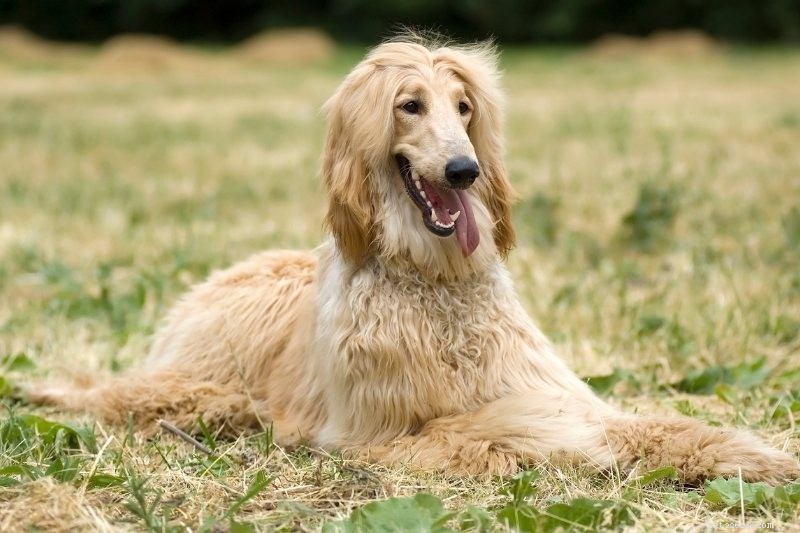15 Adorable Dogs That Resemble Mops – Photos Included