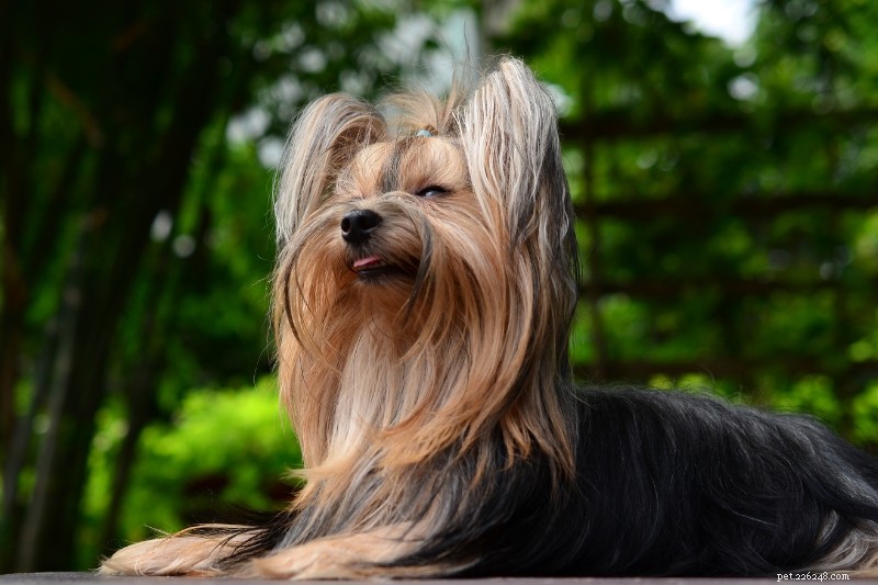 15 Adorable Dogs That Resemble Mops – Photos Included