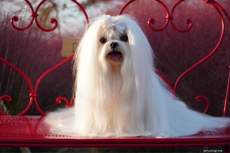 15 Adorable Dogs That Resemble Mops – Photos Included
