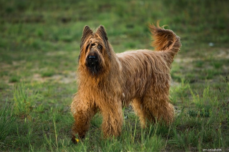 15 Adorable Dogs That Resemble Mops – Photos Included
