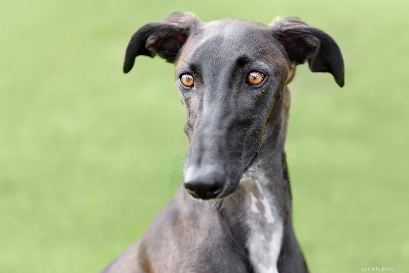 8 Dog Breeds That Resemble Deer – A Surprising Look