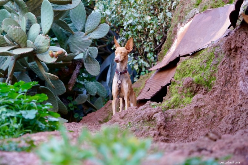 8 Dog Breeds That Resemble Deer – A Surprising Look