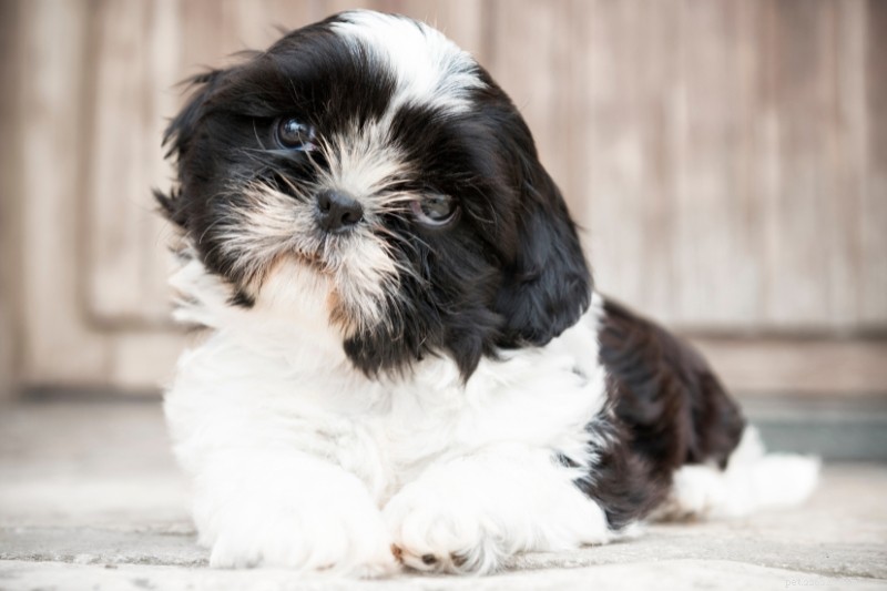 A Comprehensive Guide to Shih Tzu Colors with Images