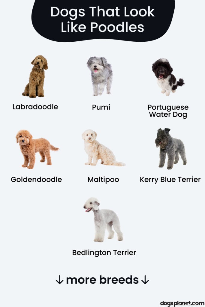 12 Poodle-Like Dog Breeds You’ll Love (With Pictures)