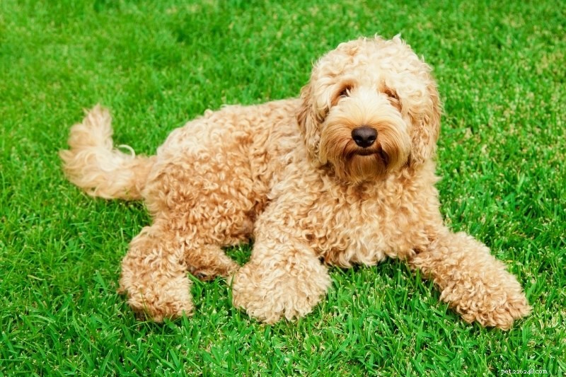 12 Poodle-Like Dog Breeds You’ll Love (With Pictures)