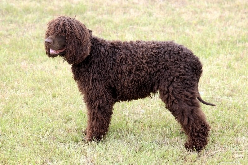 12 Poodle-Like Dog Breeds You’ll Love (With Pictures)