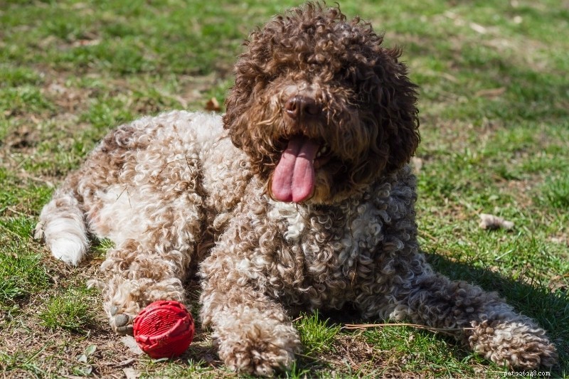 12 Poodle-Like Dog Breeds You’ll Love (With Pictures)