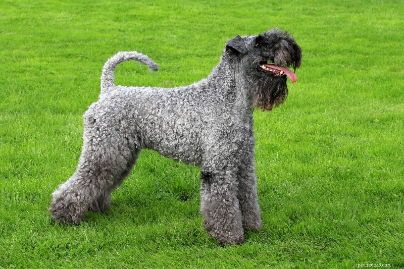 12 Poodle-Like Dog Breeds You’ll Love (With Pictures)