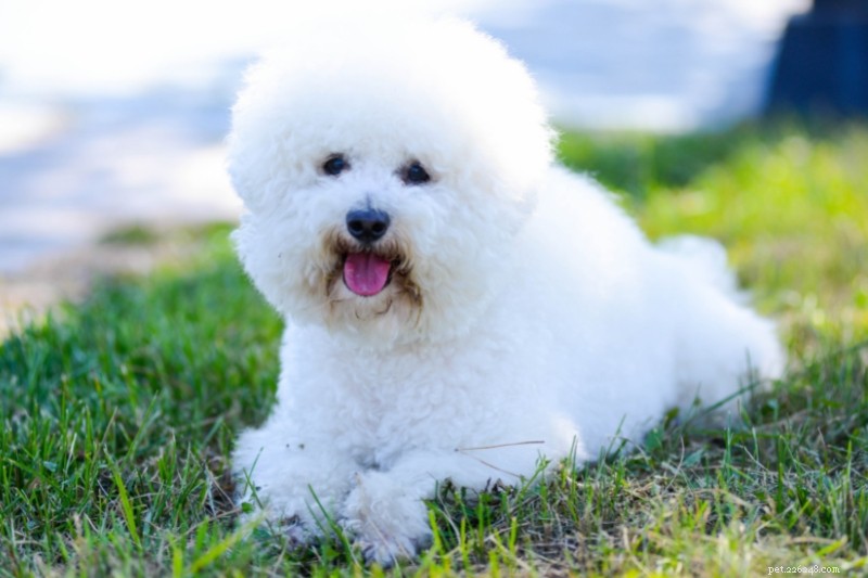 18 Adorable Teddy Bear‑Like Dog Breeds to Warm Your Heart