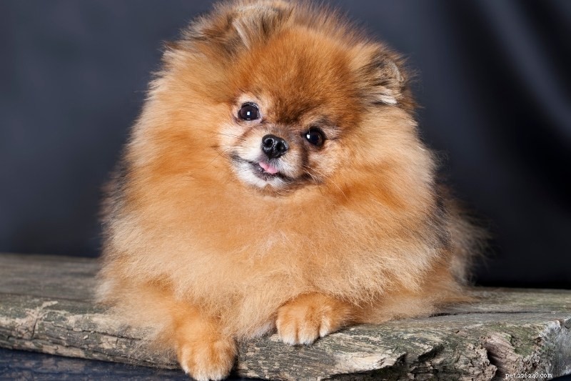 18 Adorable Teddy Bear‑Like Dog Breeds to Warm Your Heart
