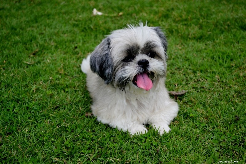 18 Adorable Teddy Bear‑Like Dog Breeds to Warm Your Heart
