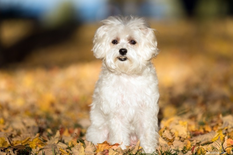 18 Adorable Teddy Bear‑Like Dog Breeds to Warm Your Heart