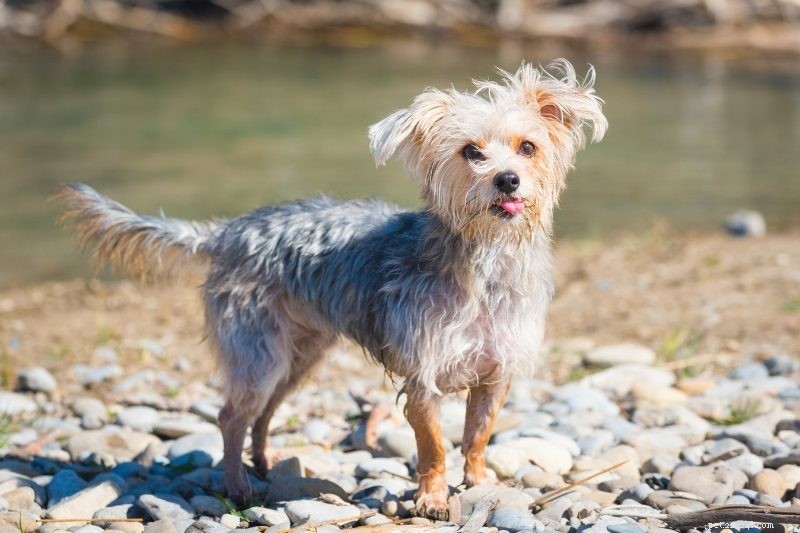 18 Adorable Teddy Bear‑Like Dog Breeds to Warm Your Heart