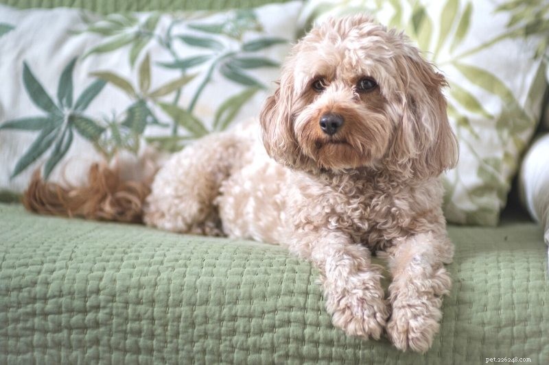 18 Adorable Teddy Bear‑Like Dog Breeds to Warm Your Heart
