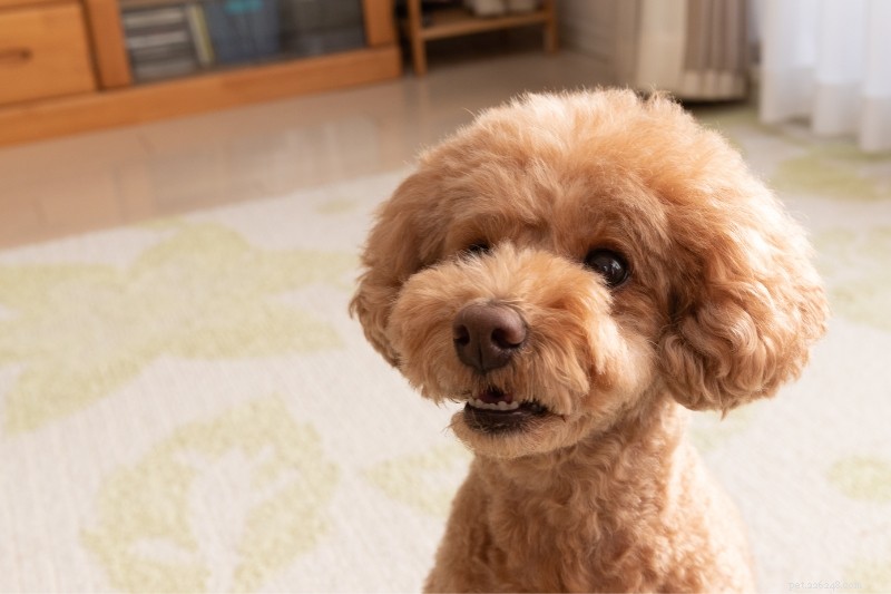 18 Adorable Teddy Bear‑Like Dog Breeds to Warm Your Heart