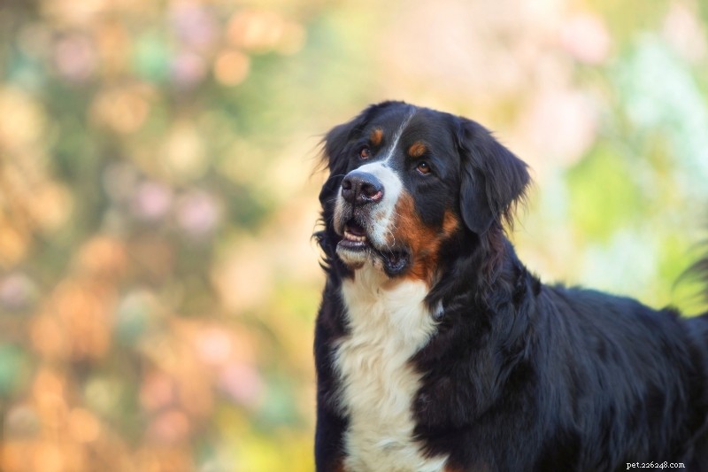 15 Classic Black, Brown & White Dog Breeds – Stunning Photos & Insight