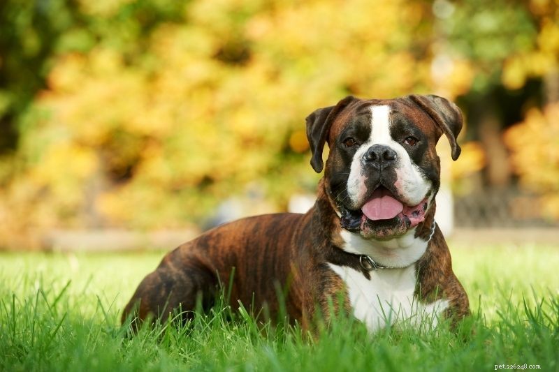 15 Classic Black, Brown & White Dog Breeds – Stunning Photos & Insight