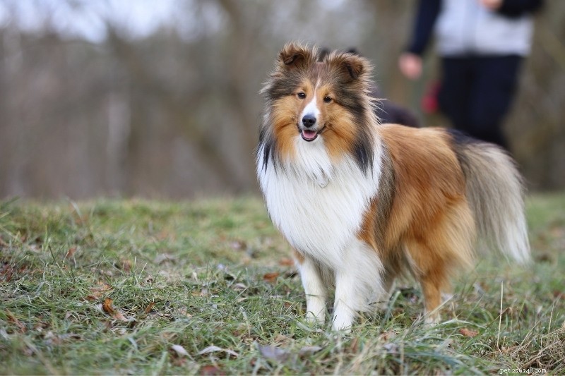 15 Classic Black, Brown & White Dog Breeds – Stunning Photos & Insight