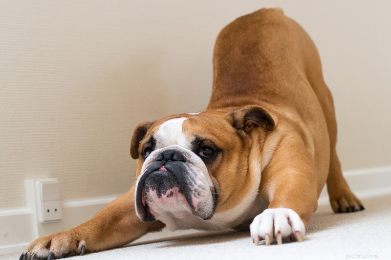 15 Classic Black, Brown & White Dog Breeds – Stunning Photos & Insight