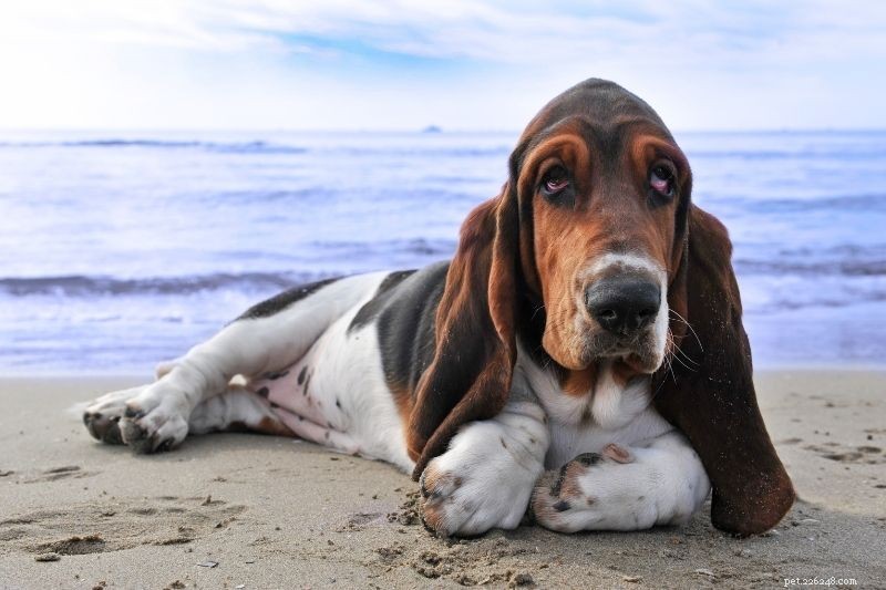 15 Classic Black, Brown & White Dog Breeds – Stunning Photos & Insight
