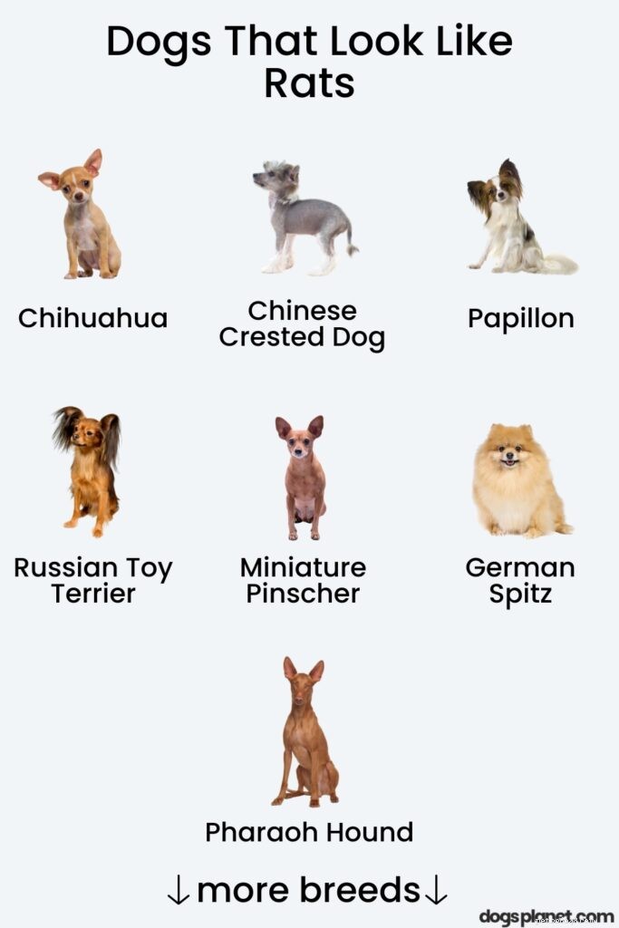 15 Dog Breeds That Resemble Rats – Illustrated Guide
