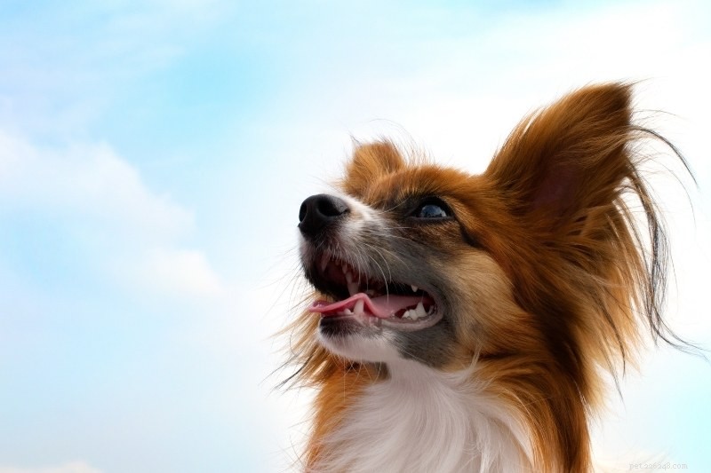 15 Dog Breeds That Resemble Rats – Illustrated Guide