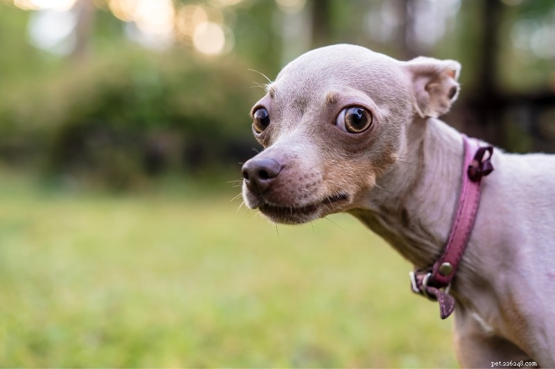 15 Dog Breeds That Resemble Rats – Illustrated Guide