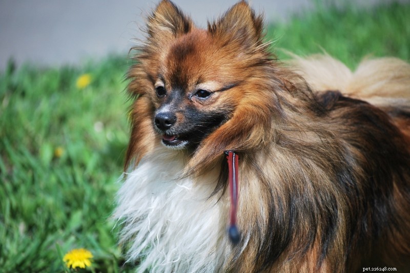 15 Dog Breeds That Resemble Rats – Illustrated Guide